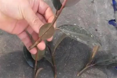 橡皮树春天可以扦插吗，橡皮树春天能扦插