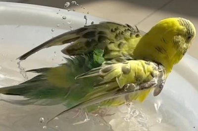 虎皮鹦鹉适合群养还是成对养,成对养一般会更加合适