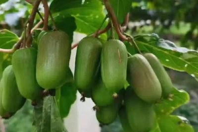 软枣猕猴桃冬季如何管理,要根据降雨情况疏通厢沟和围沟