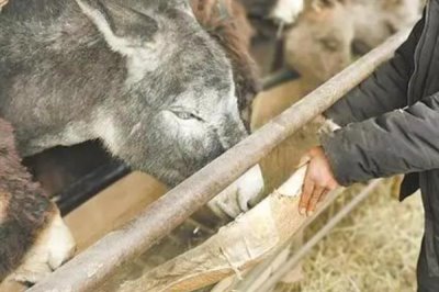 德州驴怎么育肥,一般育肥3-5个月