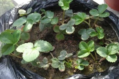 草莓如何播种，与细土拌匀后可撒播至苗床上