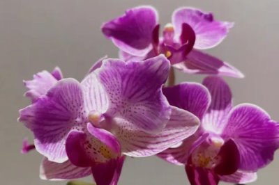 蝴蝶兰开花多久谢,开花后2-3个月才会谢