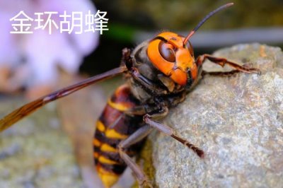 杀人蜂是什么蜂,实际上是多种剧毒蜂类的俗称