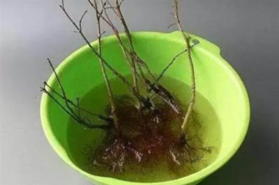 使用生根粉的方法,主要有浸泡、喷施、撒施等方式