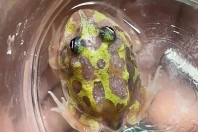 角蛙怎么饲养,每隔2天换一次水