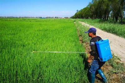 除草剂加芸苔素混用的效果，通常会降低药效