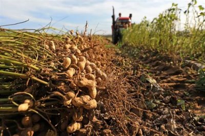 花生的价格，价格因品种、质量等不同而不同