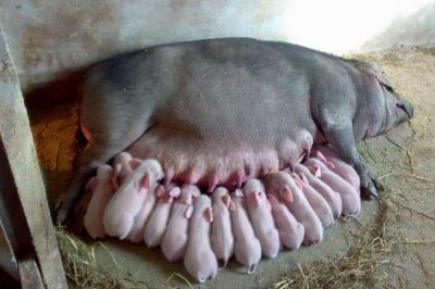 母猪奶水不足该如何增奶,可以用海带、黄豆等催奶