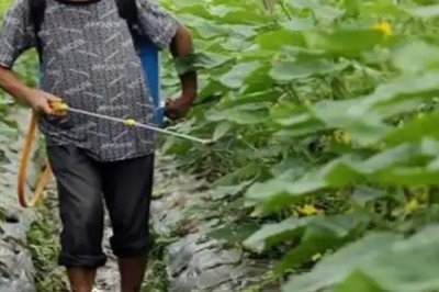 黄瓜的叶片上为什么出现白斑,可能是冷风直吹、温度不当、农药过量等因素导致