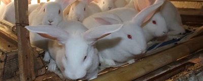 哪些兔子不能选作种兔，第一胎生下的仔兔不宜作为种兔