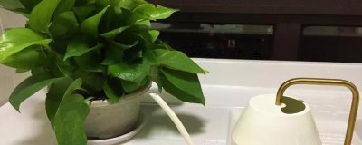 烟灰水可以浇花吗,可以但不适用于所有花卉品种