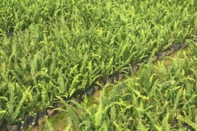 种植肾蕨的前景，目前来看市场前景较广阔