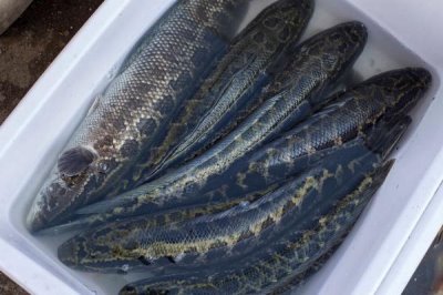 黑鱼会不会咬人,通常情况下不会咬人