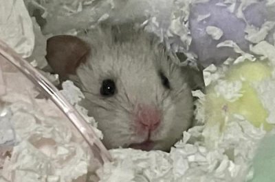 仓鼠怎么养才会粘人,最简单的就是用食物诱惑它