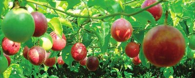 百香果种植管理方法，萌芽前要剪除枯病枝