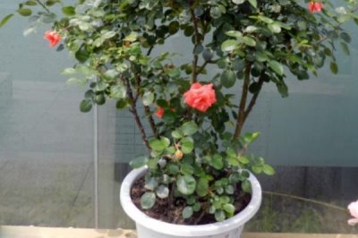 如何养殖盆栽月季花，单枝套袋后可放在自然环境中养护