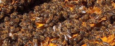 西方蜜蜂简介,是数量最庞大的蜜蜂之一