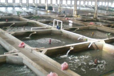 海参的养殖注意事项,要勤换水