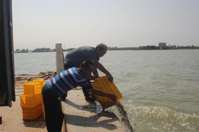 养殖泥鳅用什么饲料，可用植物性饲料和动物性饲料