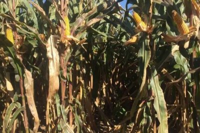 御天6号玉米品种简介，密度4000株/亩左右