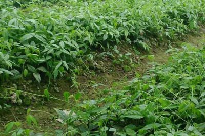 三叶青的种植前景,能卖到上千元一公斤