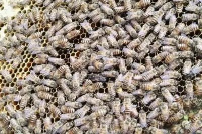 东方蜜蜂相关介绍,现处于野生、半野生或家养状态