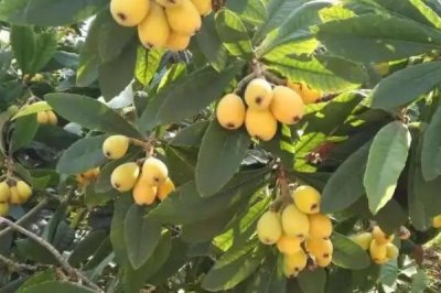 枇杷一天吃多少比较好,每天吃5-10颗较合适