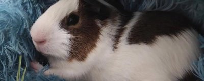 豚鼠吃什么,可喂食杂草和蔬菜