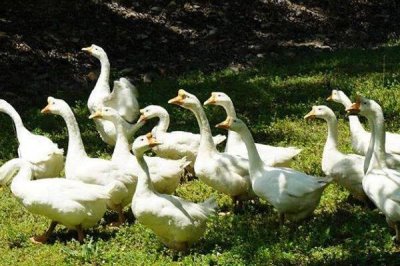 白鹅还是灰鹅比较好养,灰鹅比白鹅好养