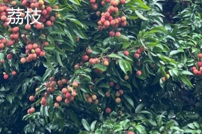 荔枝喜欢阳光吗,荔枝树生长期需要长时间的阳光照射