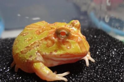 角蛙怎么饲养,每隔2天换一次水
