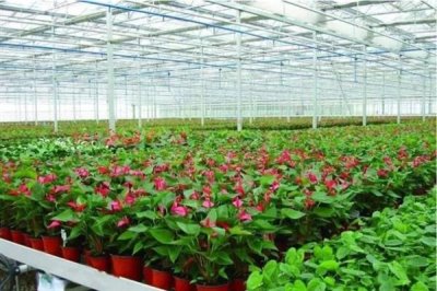 冬天给花卉换盆需要马上浇水吗，浇水保湿可加快服盆速度