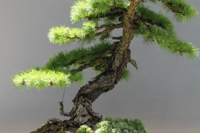 松树枯死后如何抢救，需及时剪掉枯枝