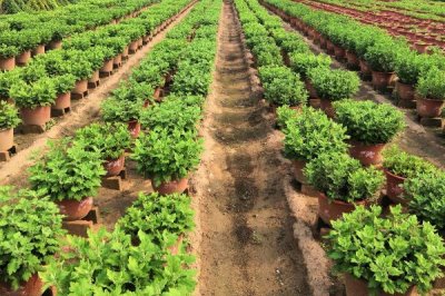 8月份能不能对菊花打顶，只能在当月上旬进行