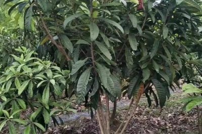 枇杷树适合在什么时候嫁接，2-4月份、9-11月份均为适宜时间