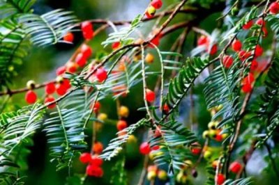 红豆杉的品种,包括东北红豆杉、云南红豆杉、西藏红豆杉等种类