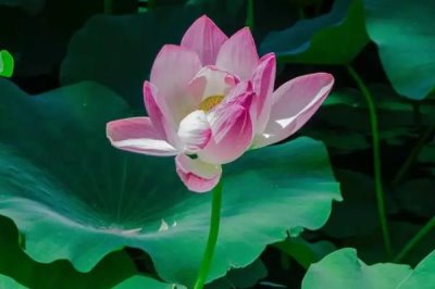 荷花水培的种植方法,4月份左右种植为佳