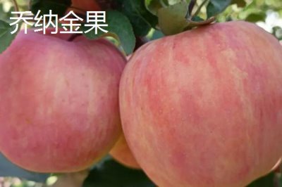 有哪些好吃的苹果新品种，包括福星、瑞雪、蜜脆等种类