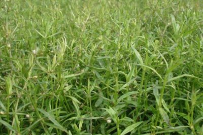 白花蛇舌草怎么种植，种子应拌土播撒