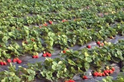 广东草莓最佳种植时间，立春时期和7-8月份均可种植