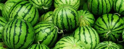 西瓜几月份成熟,通常在5-9月间成熟