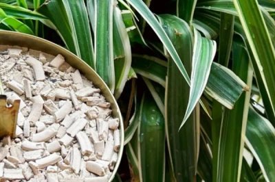 蚊香灰能做肥料吗,属于草木灰可以做肥料