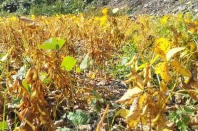 黄豆喜欢什么肥料,通常喜欢氮磷钾肥