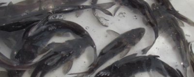 长吻鮠的价格,价格一般12-20元一斤