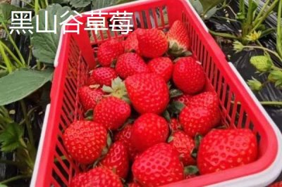 重庆市綦江的特产，黑山方竹笋为中国独有