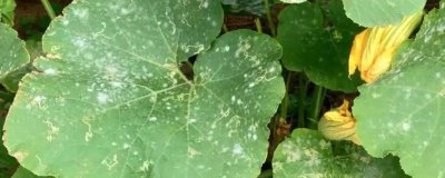 南瓜常见病害及防治方法,不同病害的防治方法不同