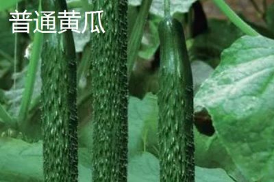 水果黄瓜可以生吃吗,可直接将其洗净生吃