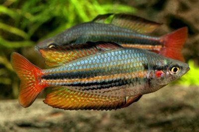 坎氏唇银汉鱼好不好养，饲养难度较大