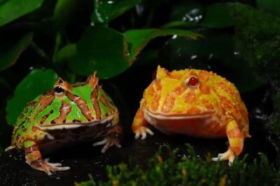 角蛙可以长多大，饲喂时候需注意会咬人