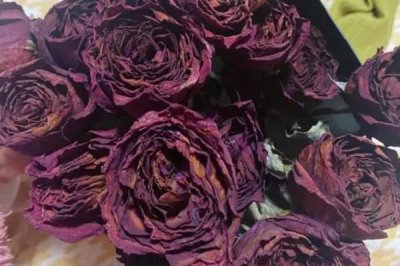 玫瑰花插水里怎么保鲜，每隔一两天就需要换水一次